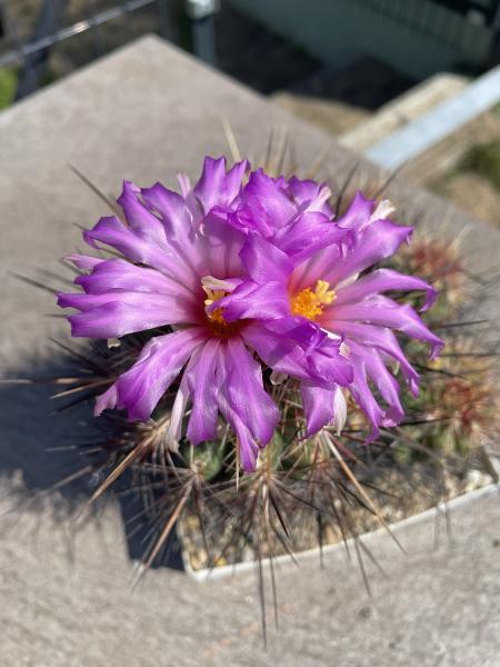 Thelocactus bicolor Gruppe